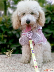 都益寵物醫(yī)藥會(huì)員招募開啟 尊享專屬服務(wù)，寵物用品免費(fèi)拿